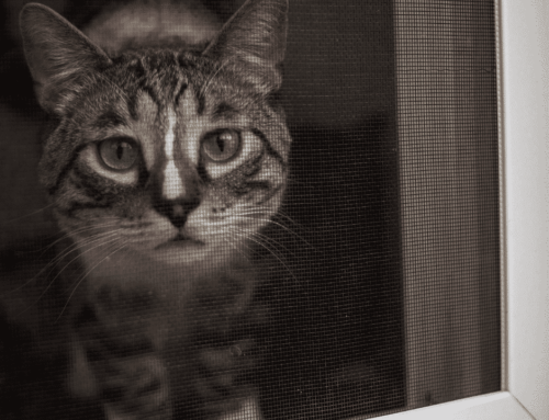 Insect Proofing your Home with Crimsafe